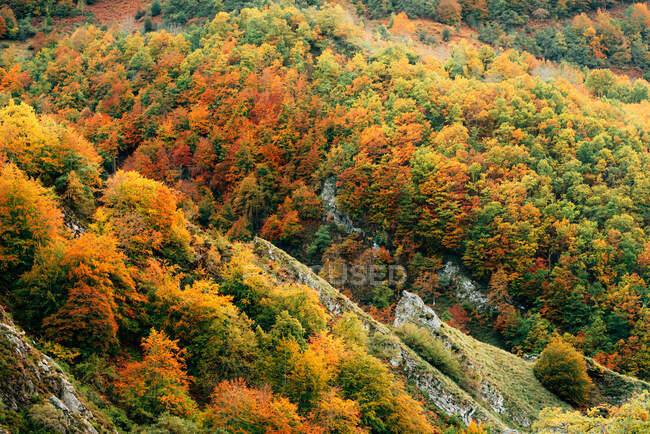 Pintoresco paisaje de vastos terrenos montañosos cubiertos de árboles amarillos y verdes en el día de otoño - foto de stock