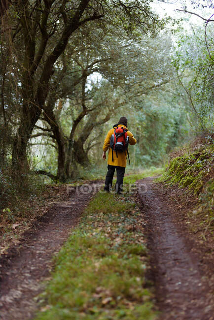 Back view of anonymous male trekker with rucksack exploring woods from walkway during trip in daylight — Stock Photo