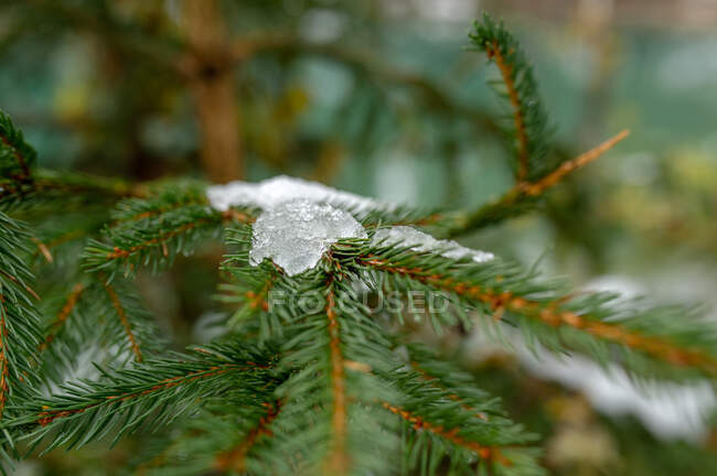 Branche d'épinette aux aiguilles minces avec neige fondante dans la forêt en hiver — Photo de stock