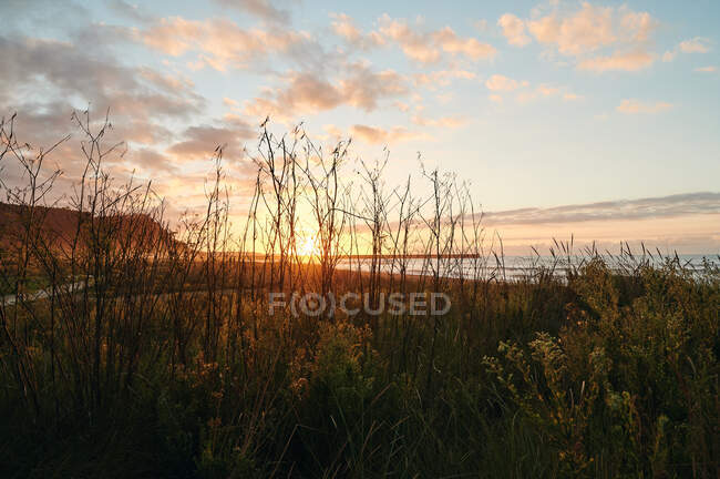 Paesaggio di prato verde sulla riva del mare calmo sotto cielo nuvoloso tramonto — Foto stock