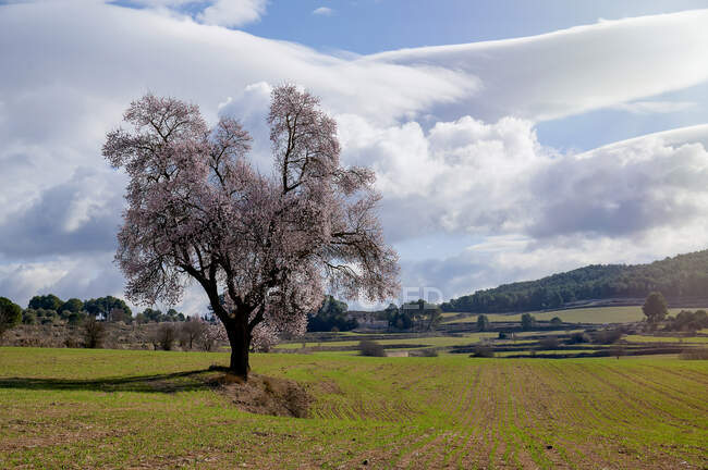 Красивое миндальное дерево с белыми цветами, стоящими под облачным небом — стоковое фото
