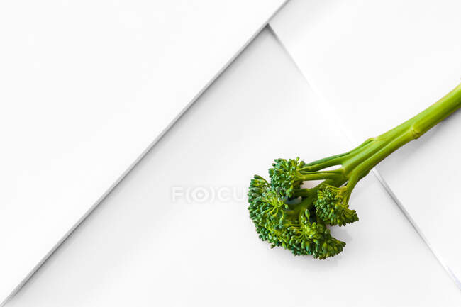Вид зверху на свіжу гілочку брокколі, що представляє концепцію здорової вегетаріанської їжі на білій геометричній поверхні — стокове фото