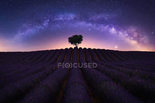 Spectacular view of starry night sky over lonely tree growing in purple lavender field — Stock Photo