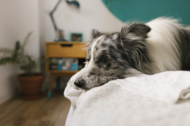 Borda fofa collie cão deitado sob edredão branco na cama com travesseiro no quarto em casa — Fotografia de Stock