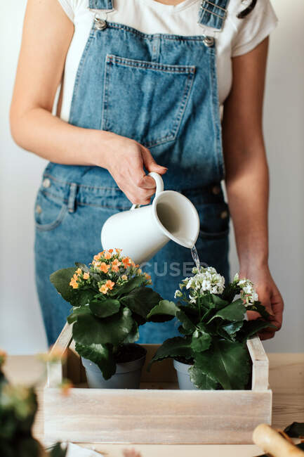 Crop anonymous female horticulturist watering blossoming plants with lush leaves in wooden box in house - foto de stock