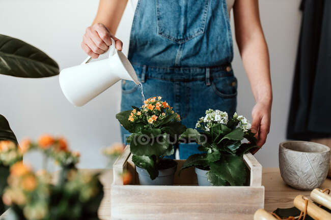 Crop anonymous female horticulturist watering blossoming plants with lush leaves in wooden box in house — Stock Photo