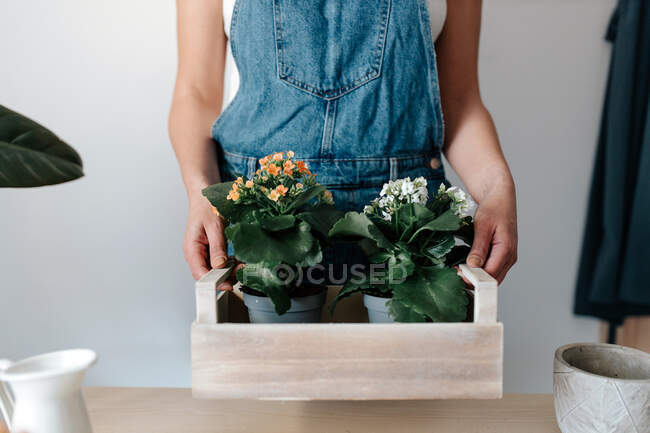 Cropped unrecognizable female gardener in denim overalls with potted plants with blooming flowers in wooden box - foto de stock