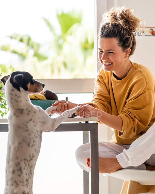 Femme souriante en vêtements décontractés assis à table et jouant avec Ratonero Bodeguero Andaluz chien debout sur les pattes arrière à la maison en journée — Photo de stock