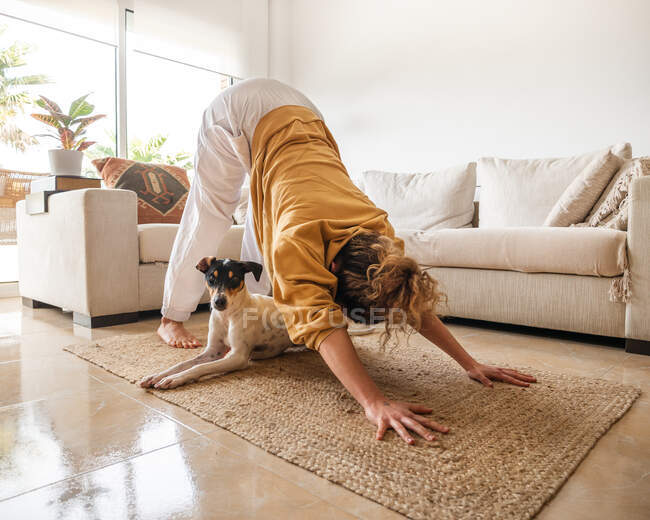 Обедиент Ратонеро Бодеґеро Андалуз собака лежачи на килимі, в той час як жінка грає Адхо Муха Сванасану в світлій вітальні вдень. — стокове фото