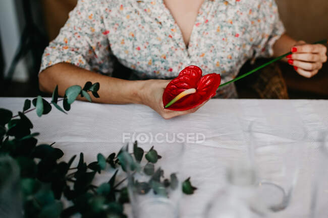 Невпізнавана жінка з червоною квітковою плямою сидить за столом з білою скатертиною біля зеленого листя при вирощуванні рослини вдома — стокове фото