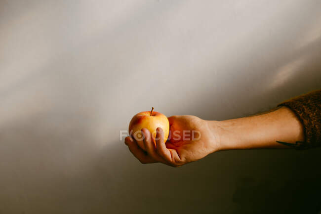Cultivo anónimo persona sosteniendo manzana madura sobre fondo gris - foto de stock