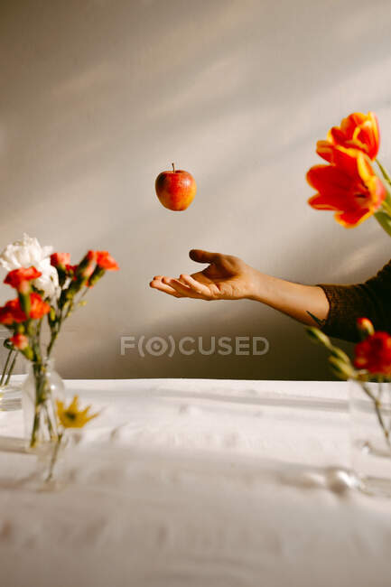 Cultivo anónimo persona lanzando manzana madura en el aire por encima de la mesa con tulipanes y claveles frescos - foto de stock