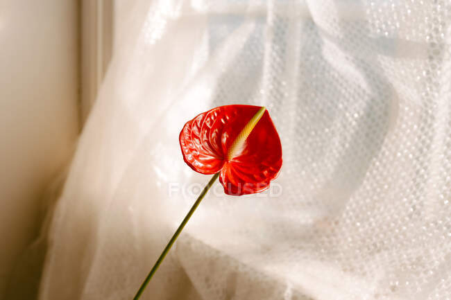 Hoher Winkel der roten Anthurium-Blume wächst in der Nähe des Fensters mit Vorhang dekoriert — Stockfoto