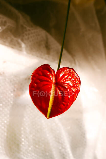 Ângulo alto da flor vermelha do anthurium que cresce no hone perto da janela decorada com cortina — Fotografia de Stock