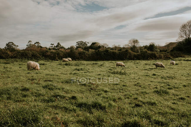 Rebanho de ovelhas pastando em campo verde exuberante no dia ensolarado no campo — Fotografia de Stock