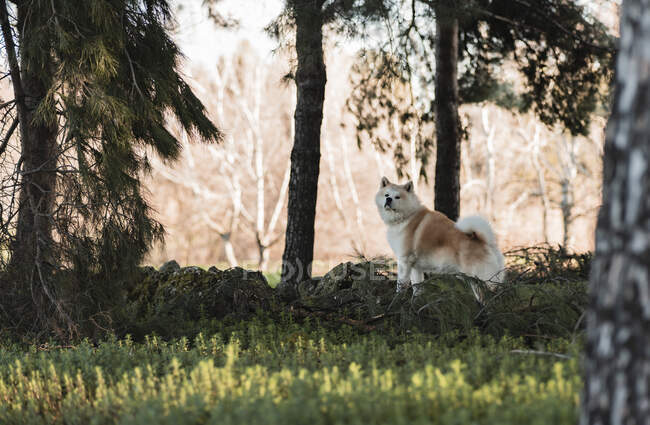 Niedlicher reinrassiger Hund mit flauschigem braunem und weißem Fell, der bei Tageslicht auf einer grünen Wiese im Wald steht — Stockfoto