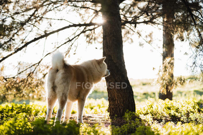 Симпатична домашня собака з пухнастим коричневим і білим хутром, що стоїть на зеленому лузі в лісі в денний час — стокове фото