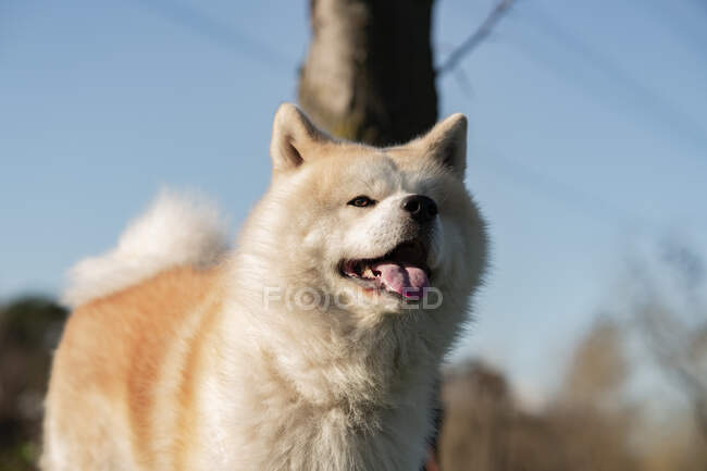 Cute purebred dog with fluffy brown and white fur standing on green meadow in woods in daylight — Stock Photo