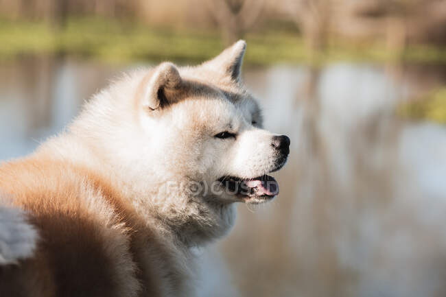 Очаровательная чистокровная японская собака с пушистым двойным пальто, смотрящая в сторону от воды на солнце — стоковое фото