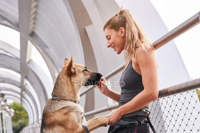 Mujer en ropa deportiva dando a su perro pastor alemán un regalo en dos piernas en una pasarela de madera - foto de stock