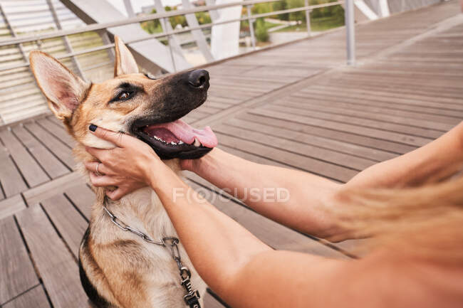 Frau streichelt Schäferhund mit Zunge auf Holzsteg — Stockfoto
