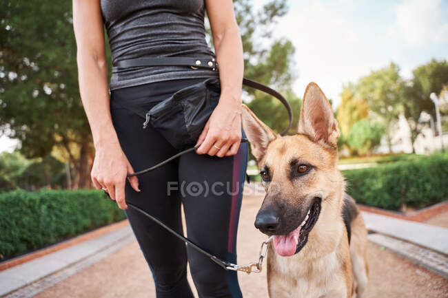 Низький кут позитивного власника жіночої статі в спорткауті стоїть з німецьким псом Шепарда в парку. — стокове фото
