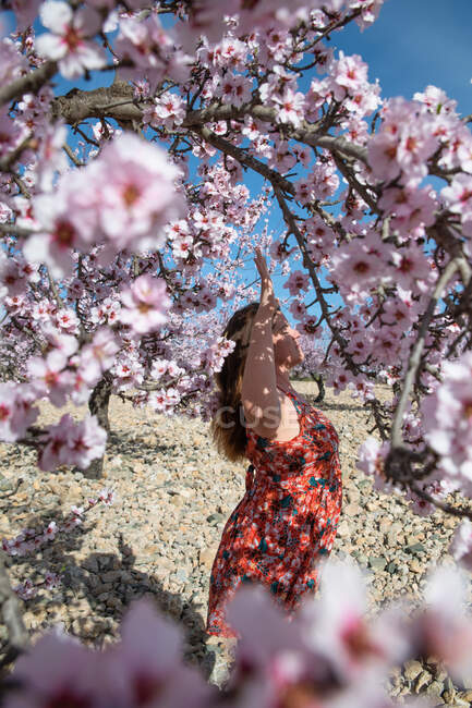 Sonriente joven hembra de pie en medio de ramas de almendro con flores rosadas florecientes y ojos cerrados en el día de primavera - foto de stock