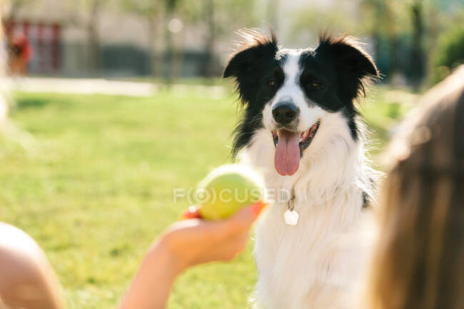 Cropped unrecognizable people sitting on meadow in summer and playing with fluffy Border Collie dog on sunny day at weekend — Stock Photo