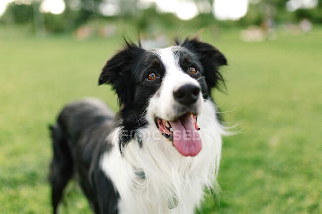 Adorable fluffy Border Collie dog sitting with tongue out in grass in field and looking at camera — Stock Photo