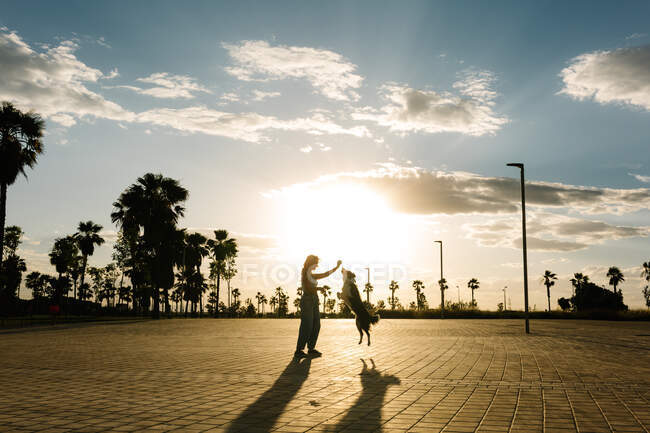 Vista lateral silhueta de conteúdo proprietário do sexo feminino com bola jogando com engraçado Border Collie cão enquanto em pé na rua durante o pôr do sol no verão — Fotografia de Stock