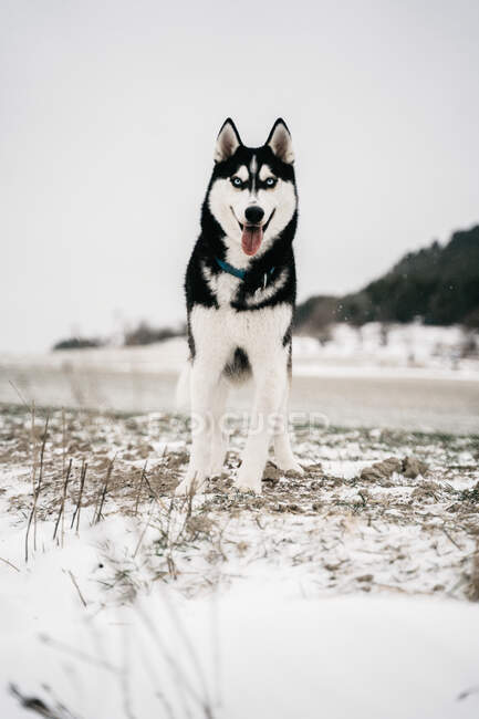 Собака породы хаски, стоящая в снежном домике с высунутым языком, глядя в камеру в зимний день под ясным небом — стоковое фото