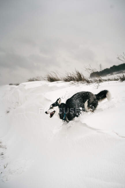 Husky cão correndo rápido através de snowdrifts no prado com a língua para fora no dia de inverno sob o céu cinza na natureza perto de colina coberta de árvores — Fotografia de Stock