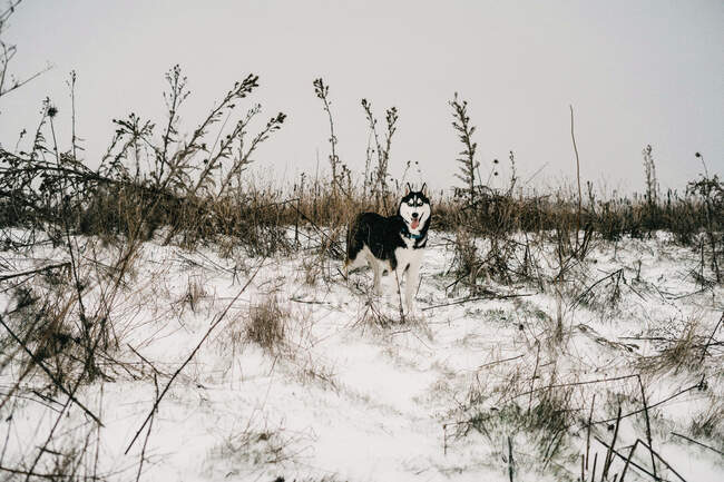 Хаскі собака стоїть на снігових заметах на лузі з язиком в зимовий день під сірим небом в природі біля пагорба. — стокове фото