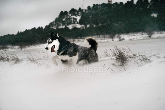 Husky perro corriendo rápido a través de las corrientes de nieve en el prado con la lengua en el día de invierno bajo el cielo gris en la naturaleza cerca de la colina cubierta de árboles - foto de stock