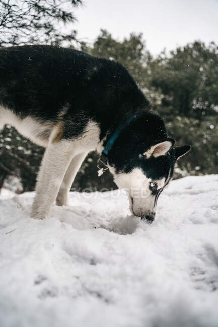 Собака породы хаски, стоящая на сугробах в горах с языком в зимний день под ясным небом на природе возле холма, покрытого деревьями — стоковое фото
