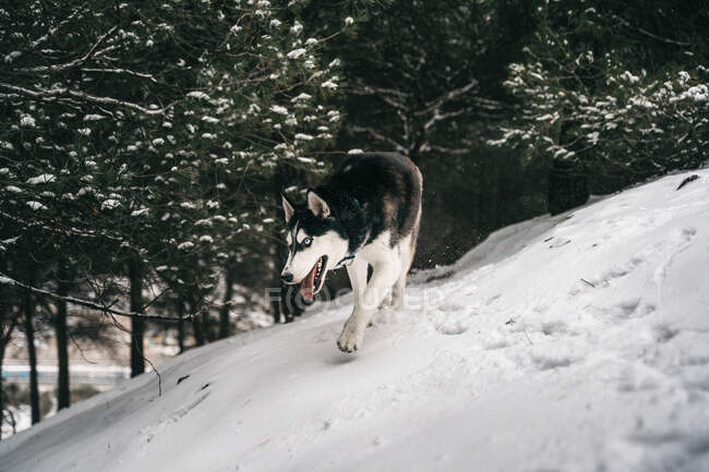 Husky dog running fast through snowdrifts in meadow with tongue out in winter day under gray sky in nature near hill covered with trees — Stock Photo