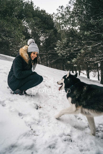 Joven mujer étnica usando ropa de abrigo con perro husky lindo mientras se agacha en los bosques nevados cerca de abetos verdes en el día de invierno - foto de stock