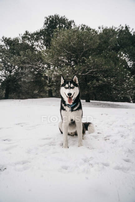 Husky perro de pie en las corrientes de nieve en el prado con la lengua hacia fuera mirando a la cámara en el día de invierno bajo el cielo gris en la naturaleza cerca de la colina cubierta de árboles - foto de stock