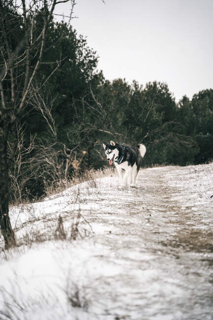 Cão Husky em snowdrifts no prado com a língua fora no dia de inverno abaixo do céu cinza na natureza perto de colina coberta de árvores — Fotografia de Stock