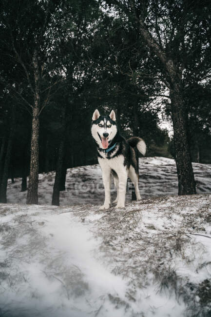 Хаскі собака стоїть на снігопадах на лузі з язиком, дивлячись взимку вдень під сірим небом в природі біля пагорба, вкритого деревами — стокове фото