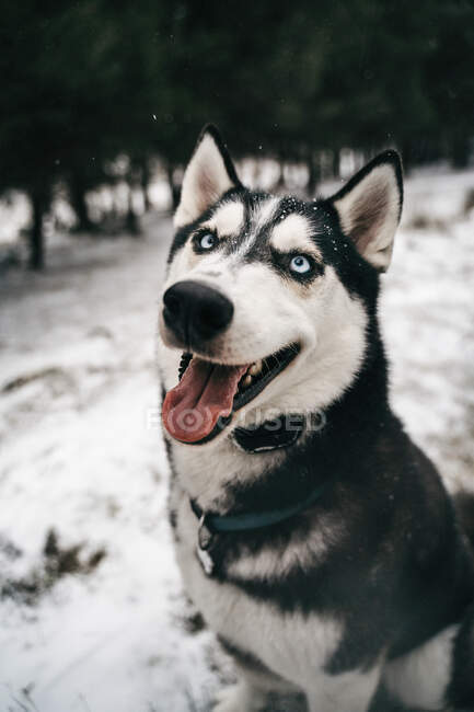 Husky perro de pie en las corrientes de nieve en el prado con la lengua en el día de invierno bajo el cielo gris en la naturaleza cerca de la colina cubierta de árboles - foto de stock