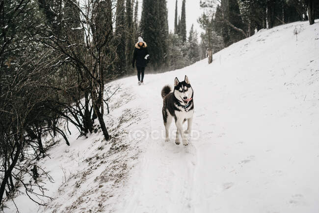 Неузнаваемая женщина в верхней одежде с симпатичной собакой во время прогулки по заснеженным лесам возле зеленых елок в зимний день — стоковое фото