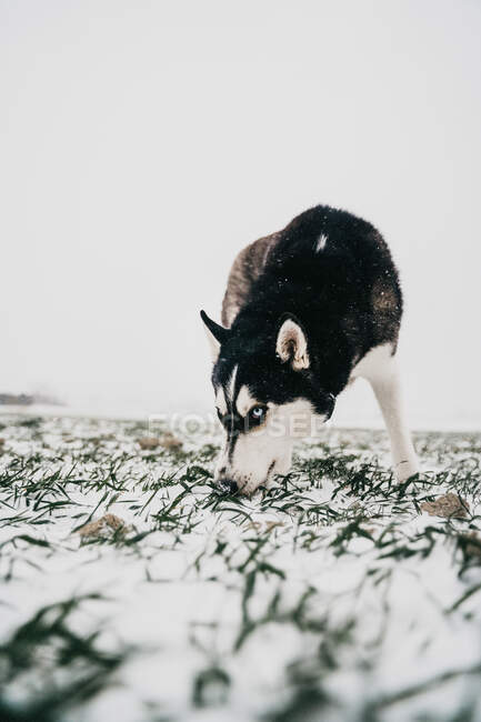 Собака хаски по сугробам в мегаполисе с высунутым языком смотрит в камеру в зимний день под ясным небом на природе — стоковое фото