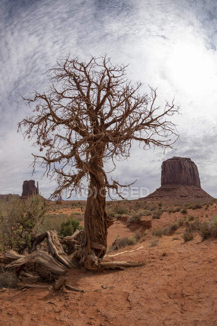 Paysage pittoresque avec des formations rocheuses situées sur un terrain désertique avec une végétation rare et un arbre dans le canyon contre un ciel nuageux aux États-Unis — Photo de stock