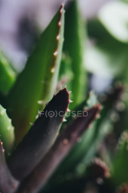 Grüne und rote Haworthia-Pflanze mit Blättern und weißen Punkten an einem dunklen Ort — Stockfoto
