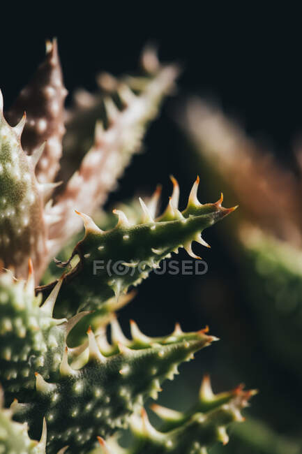 Bright place with aloe haworthioides plant with green and red leaves and thorns — Stock Photo