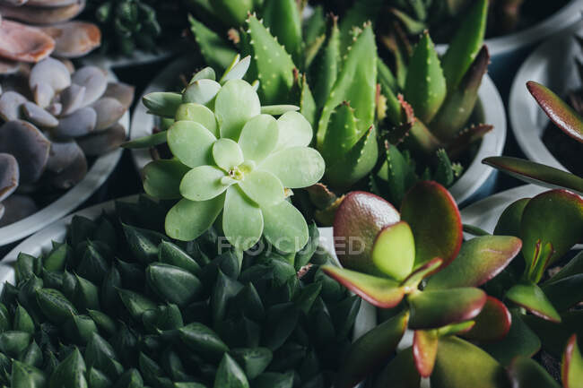 Vista superior de vários tipos de plantas suculentas colocadas em vasos na mesa de madeira no lugar claro — Fotografia de Stock