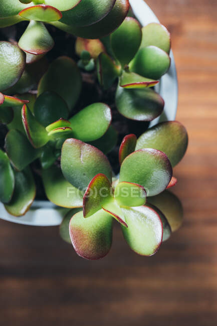 Vista dall'alto di Crassula ovata pianta succulenta posta in vaso su tavolo in legno in luogo leggero — Foto stock