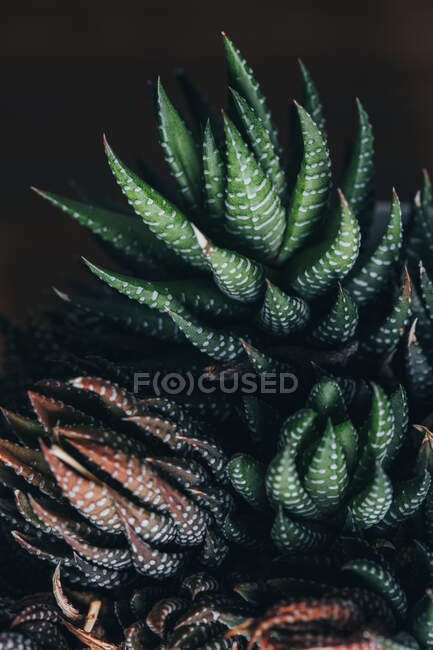 Plante haworthia verte et rouge avec des feuilles et des points blancs dans un endroit sombre — Photo de stock
