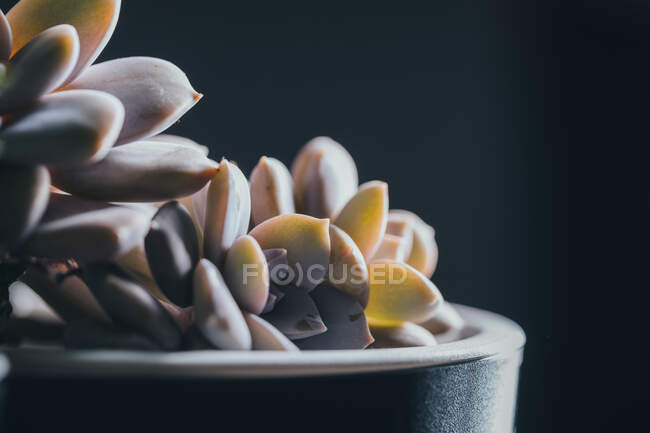 Small green Echeveria Elegants succulent potted plant placed on wooden surface in light place — Stock Photo